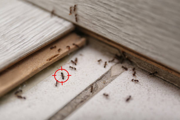Best Affordable Pest Control Services  in North Lakeport, CA